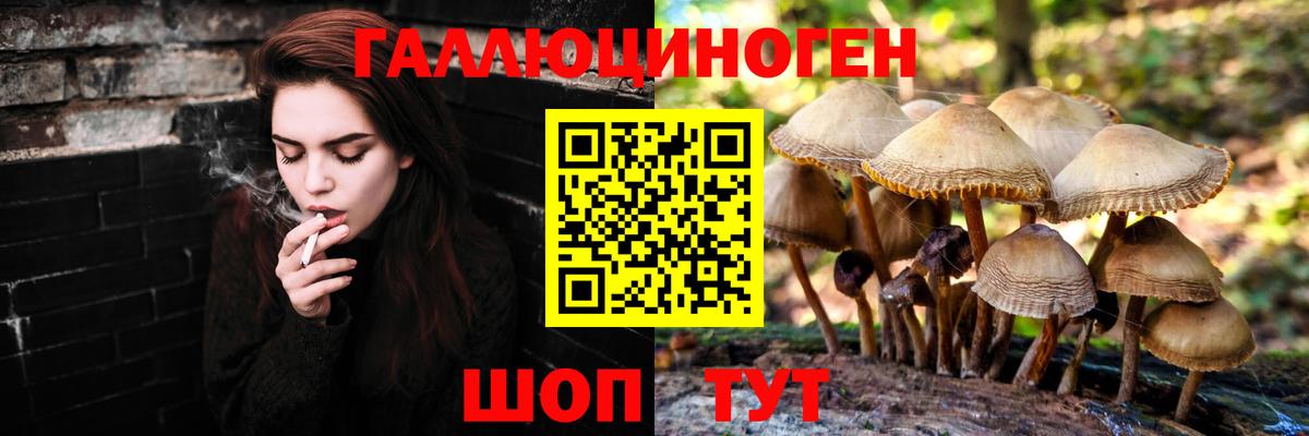 Галлюциногенные грибы Psilocybe Зерноград